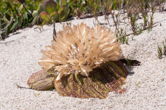 Image of Massonia pustulata Jacq.