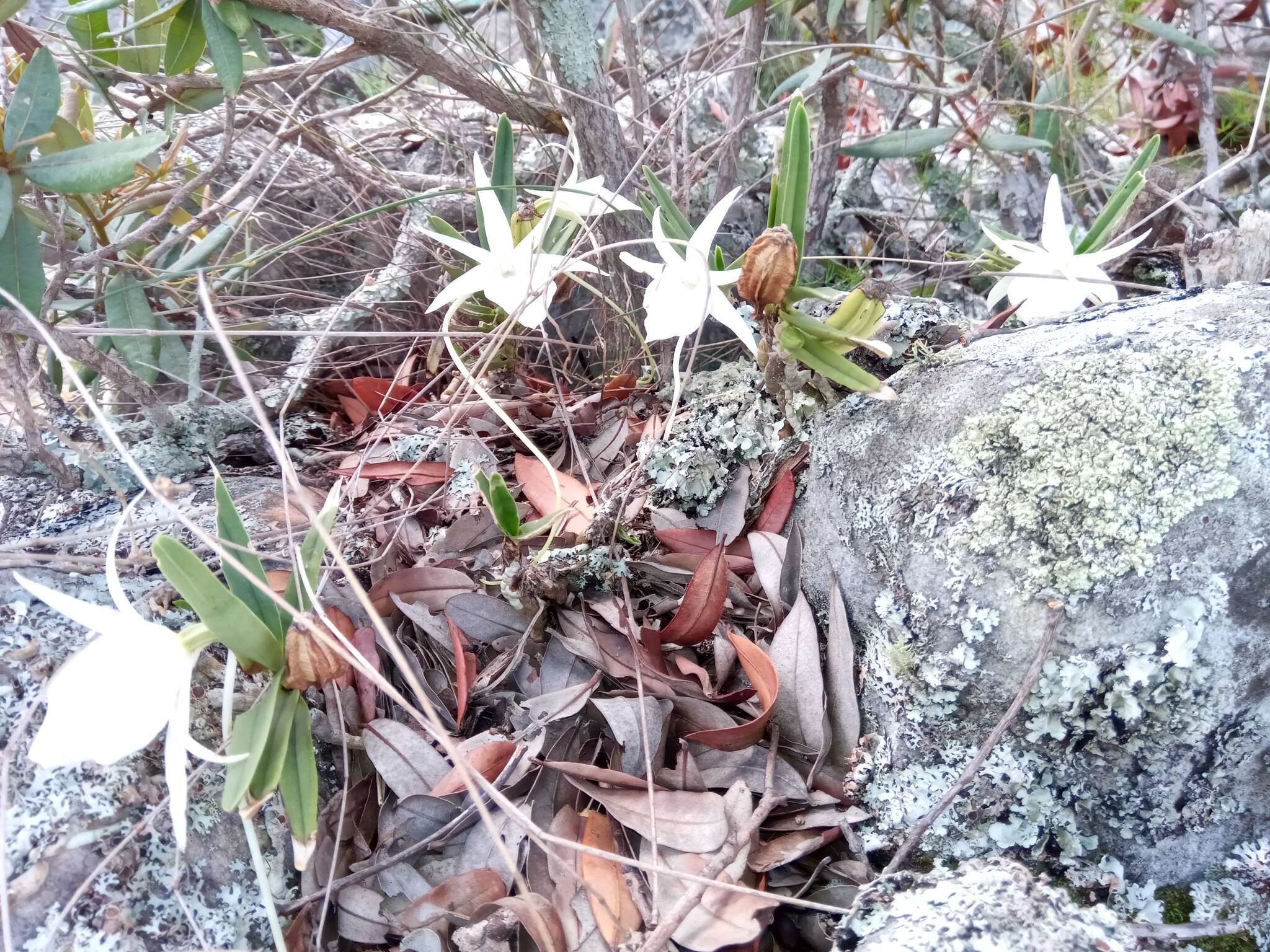 Imagem de Angraecum rutenbergianum Kraenzl.