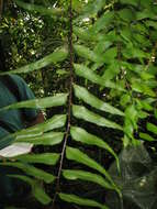 Image de Asplenium serra Langsd. & Fischer