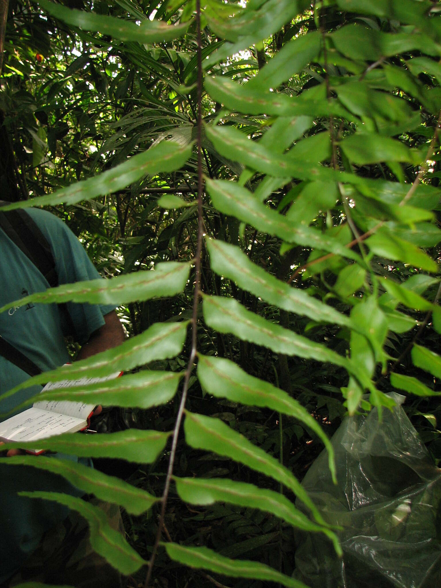 Image de Asplenium serra Langsd. & Fischer