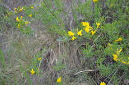 Image of Cytisus kreczetoviczii Wissjul.