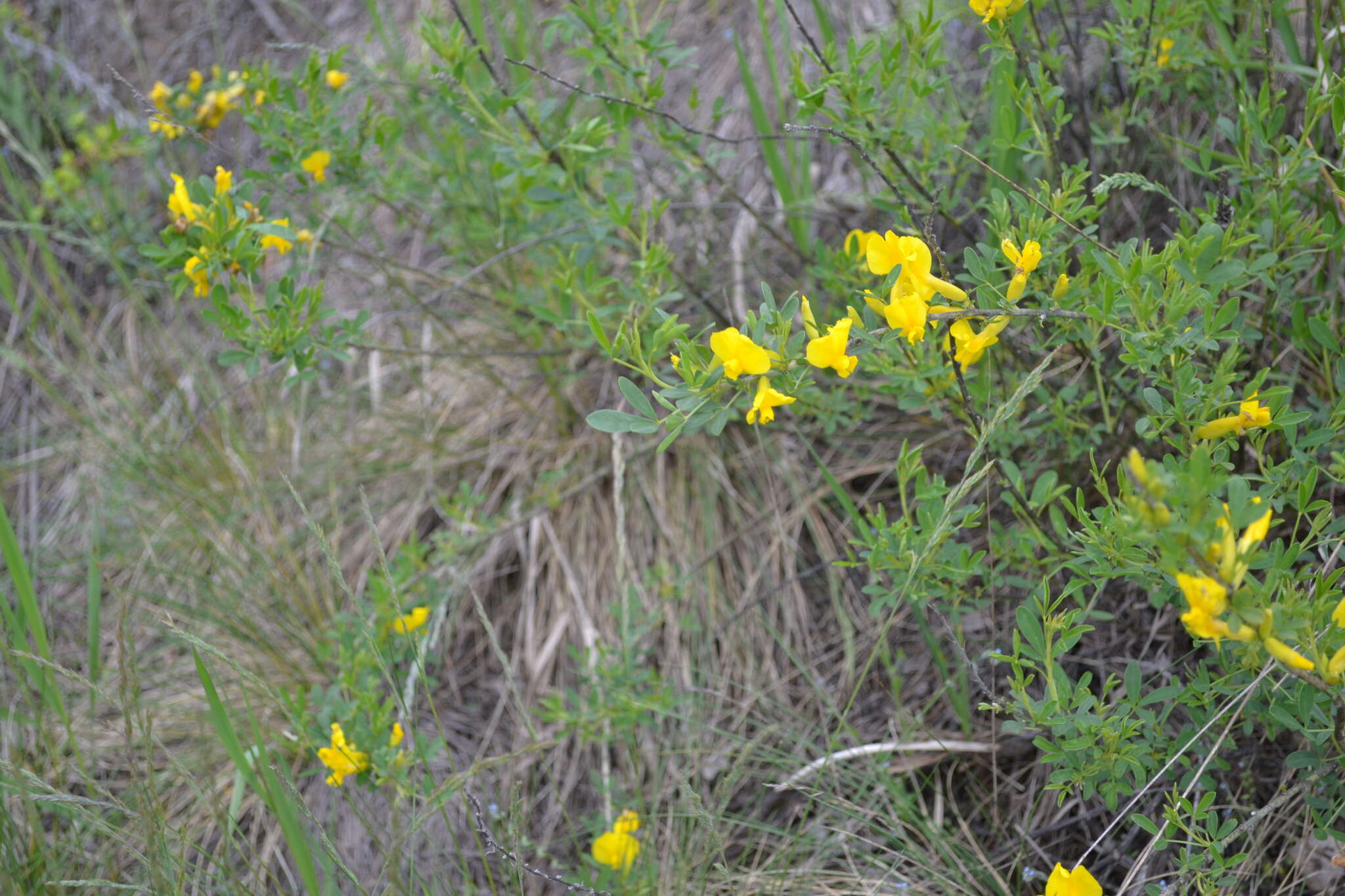 Image of Cytisus kreczetoviczii Wissjul.