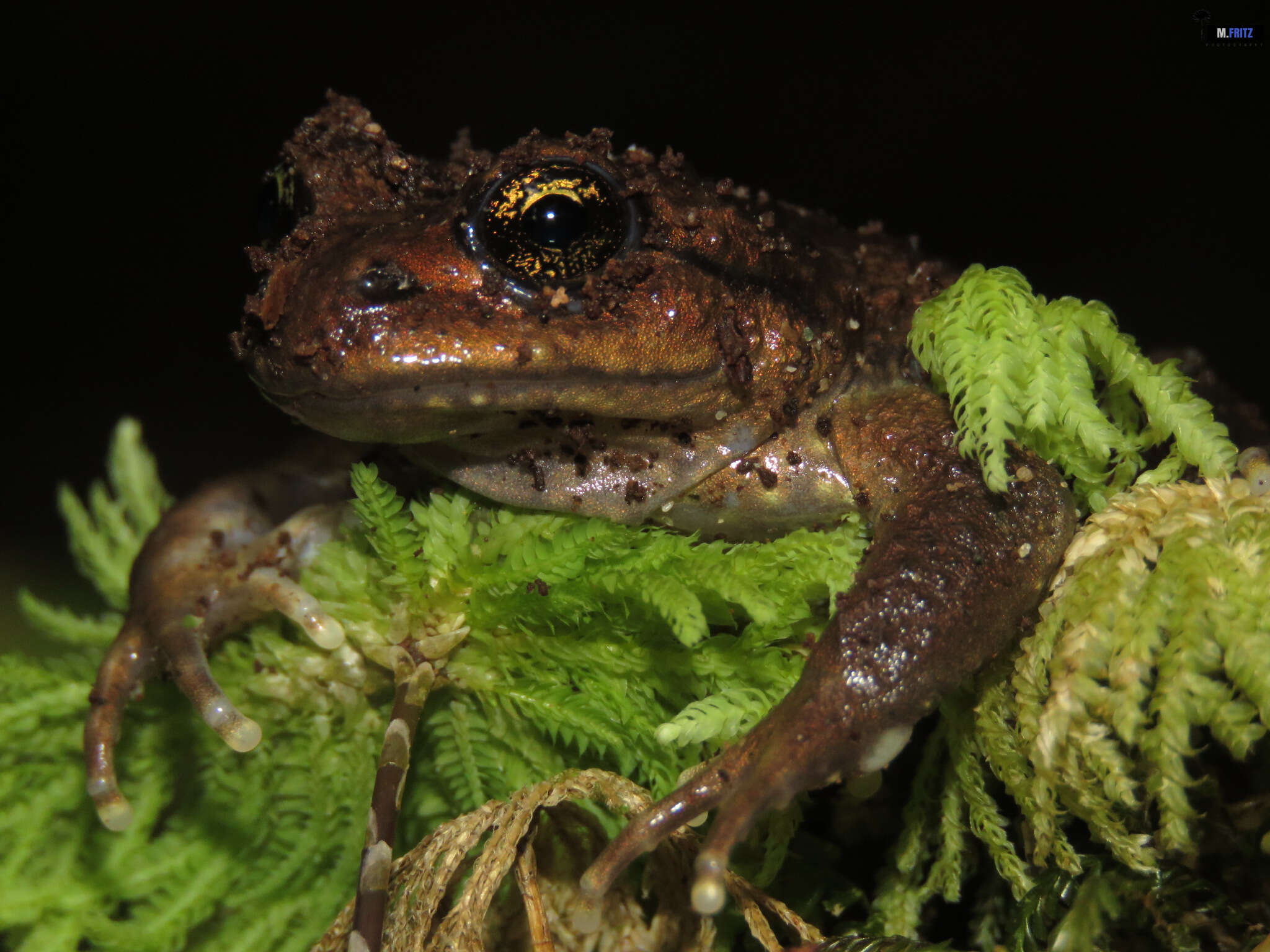 Image of Olive Spiny-chest Frog