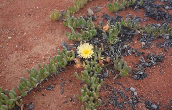 صورة Cephalophyllum inaequale L. Bol.