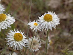 Слика од Leucochrysum albicans subsp. tricolor (DC.) N. G. Walsh