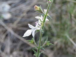 Sivun Teucrium pseudochamaepitys L. kuva