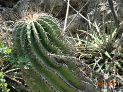 Image of Emory's barrel cactus