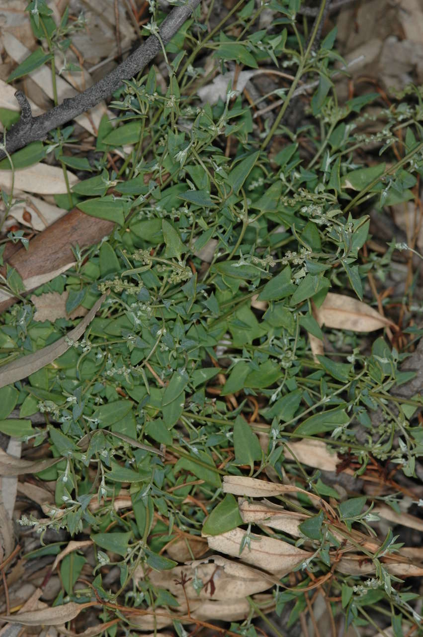 Plancia ëd Chenopodium nutans (R. Br.) S. Fuentes & Borsch