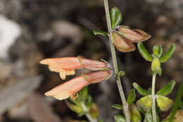 Prostanthera calycina F. Muell. ex Benth. resmi