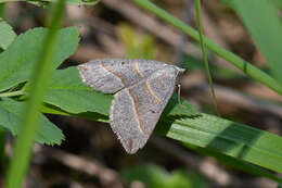 Sivun Scotopteryx mucronata Scopoli 1763 kuva