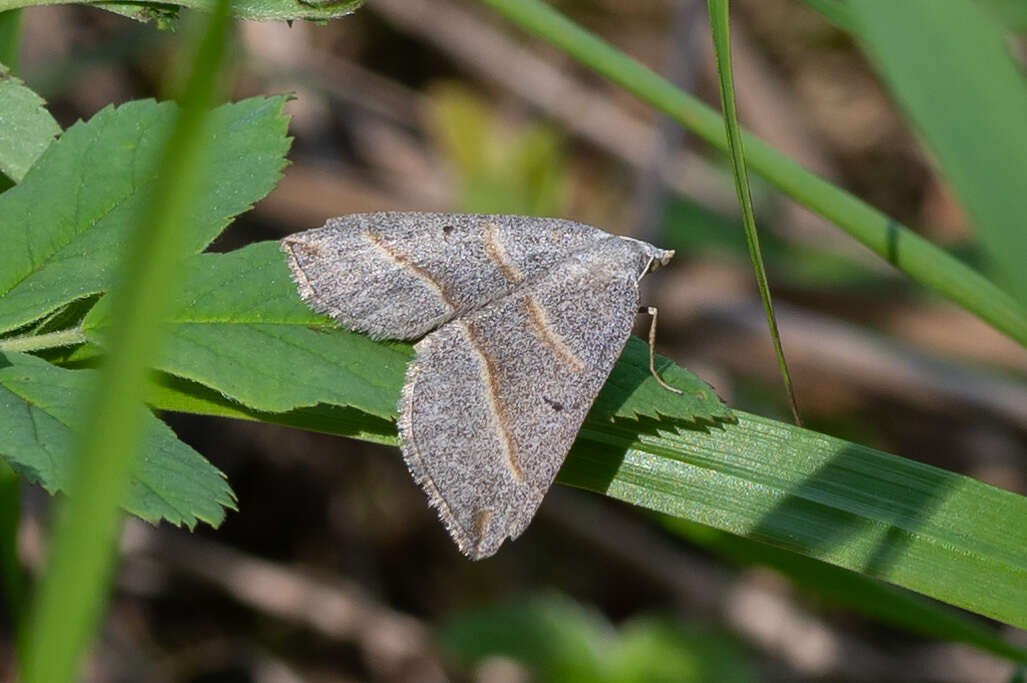 Sivun Scotopteryx mucronata Scopoli 1763 kuva