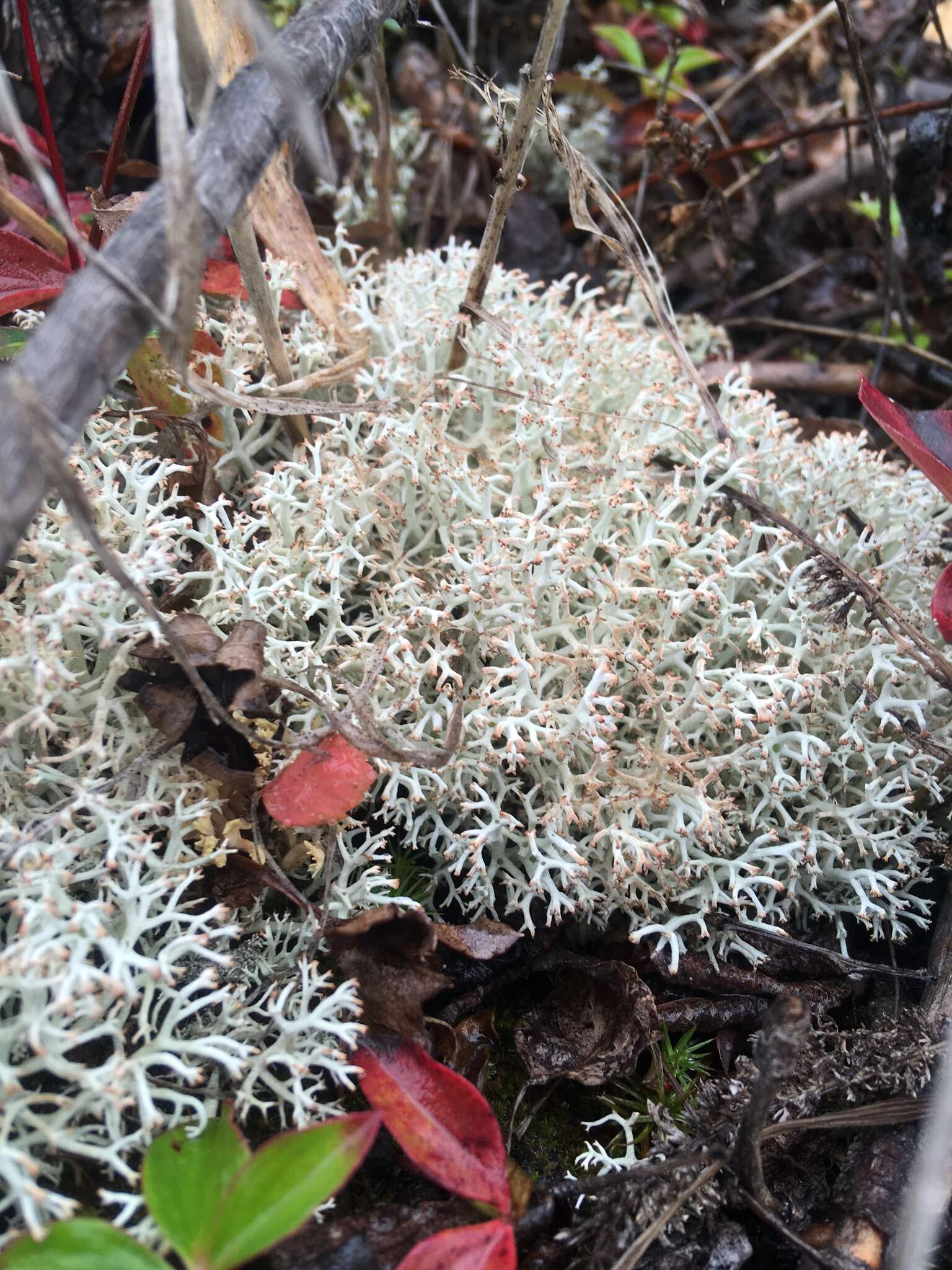 Image de Cladonia arbuscula (Wallr.) Flot.