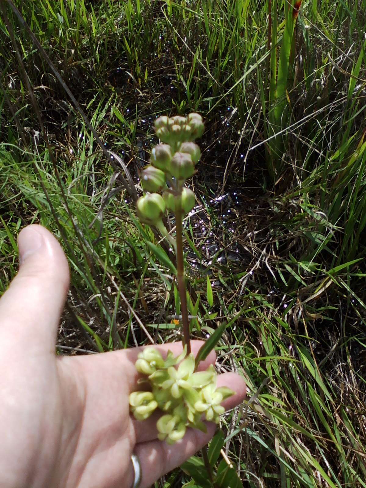 Imagem de Asclepias connivens Baldw. ex Ell.