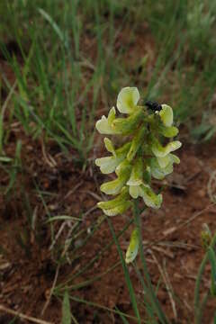 Image of Eriosema kraussianum Meissner