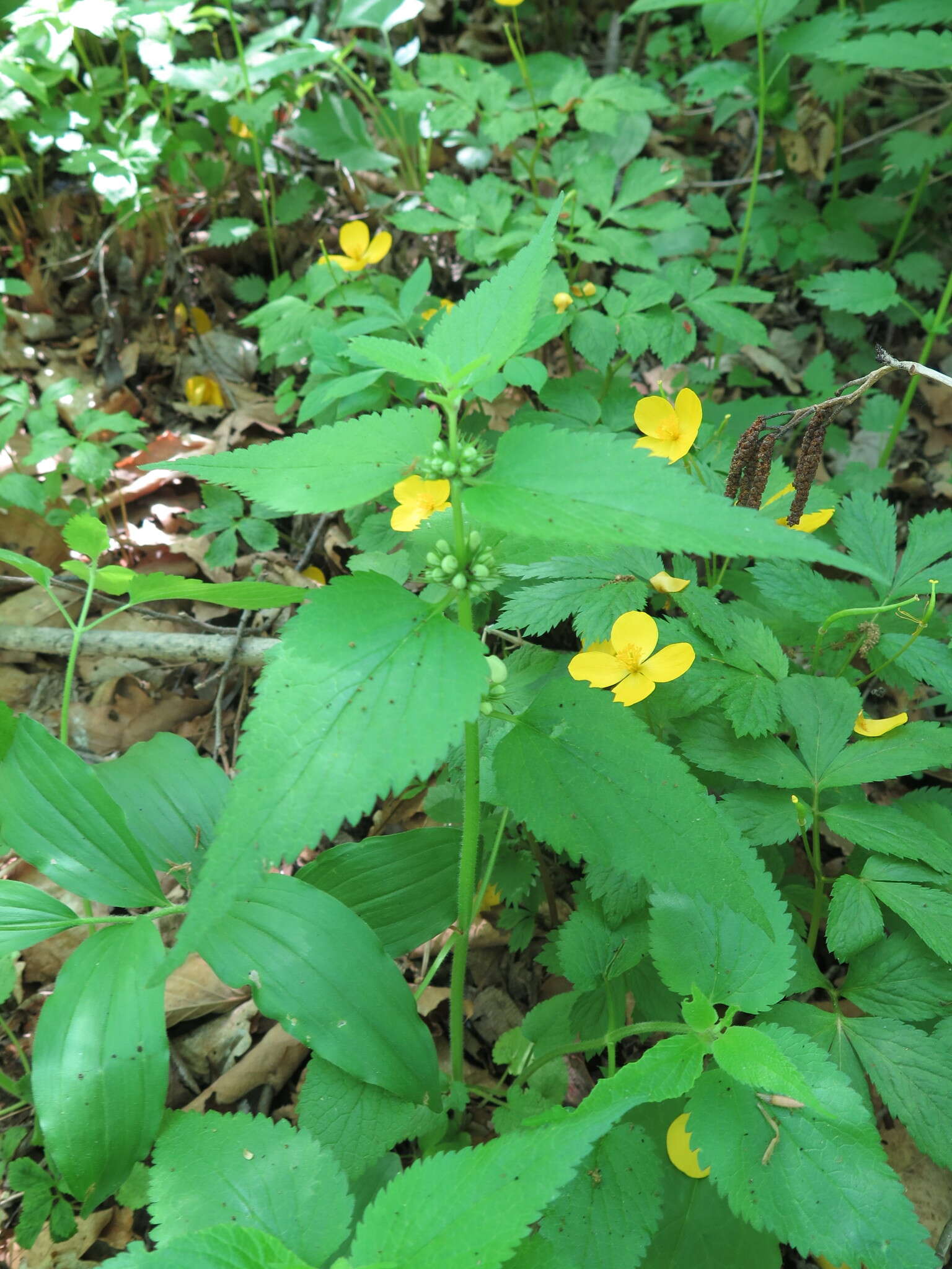 Imagem de Lamium album subsp. barbatum (Siebold & Zucc.) Mennema