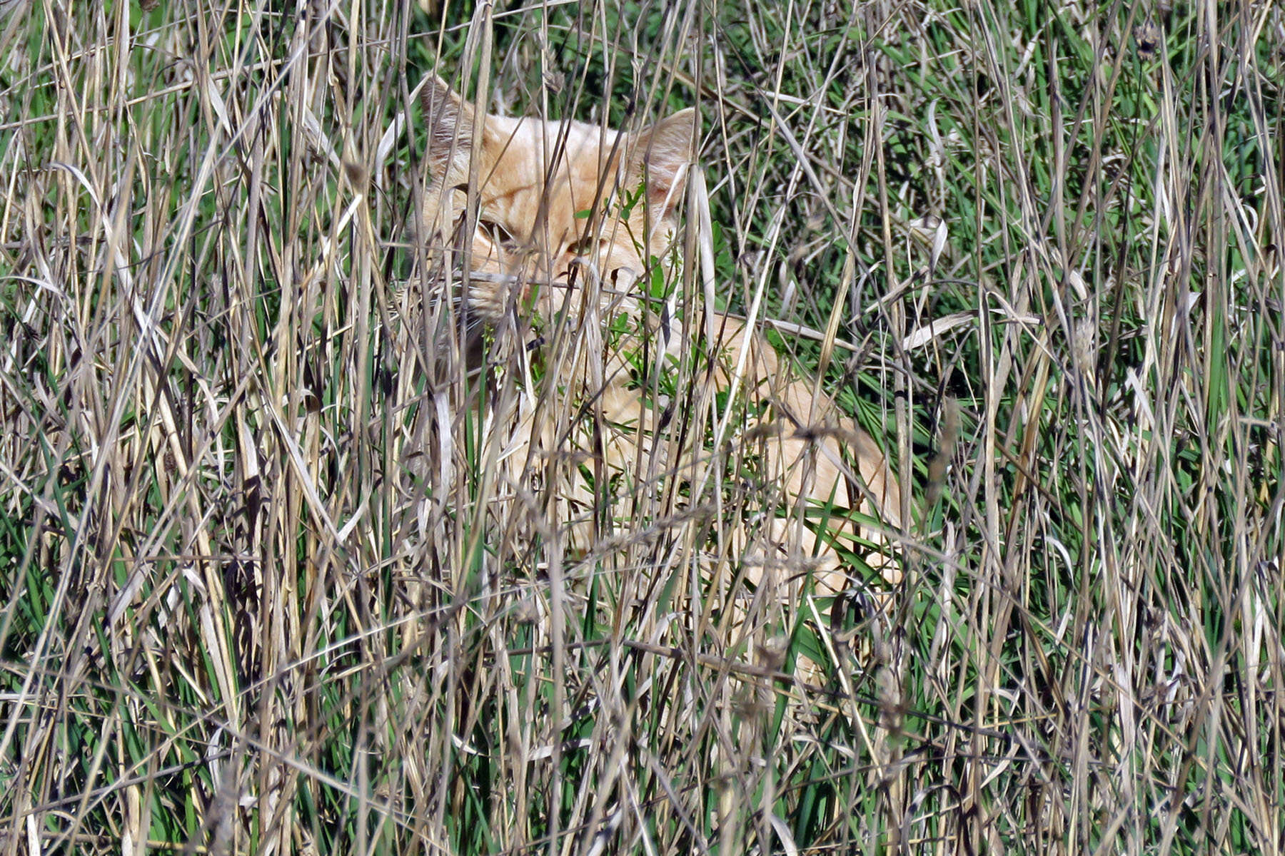 Image of Little Eagle