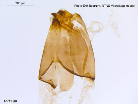 Image of <i>Cricotopus brevipalpis</i> Kieffer 1909