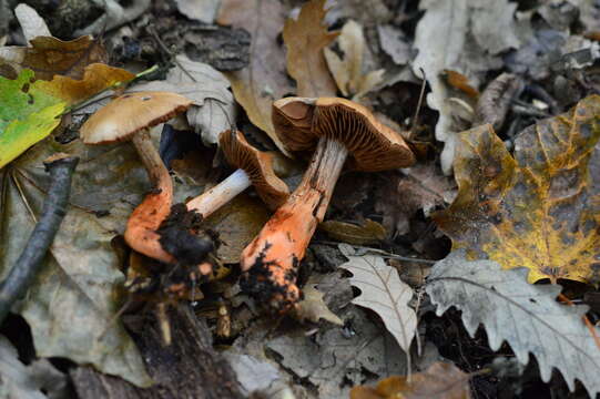 Слика од Cortinarius bulliardii (Pers.) Fr. 1838