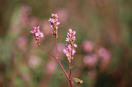 Image of Pink Knotweed