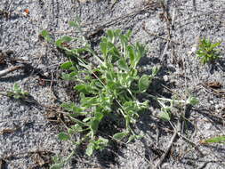 Sivun Helichrysum indicum (L.) Grierson kuva