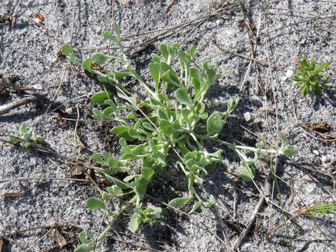 Sivun Helichrysum indicum (L.) Grierson kuva