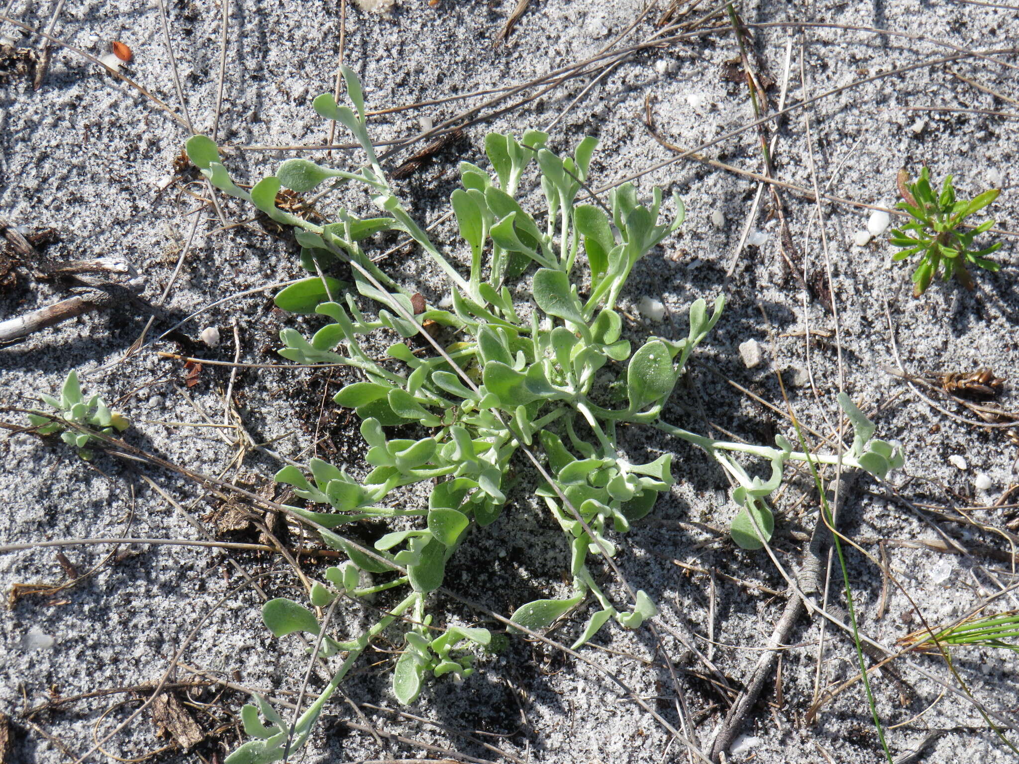 Sivun Helichrysum indicum (L.) Grierson kuva