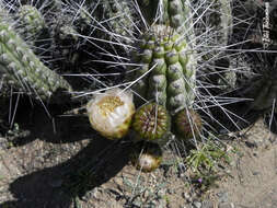 Image of Eulychnia vallenarensis