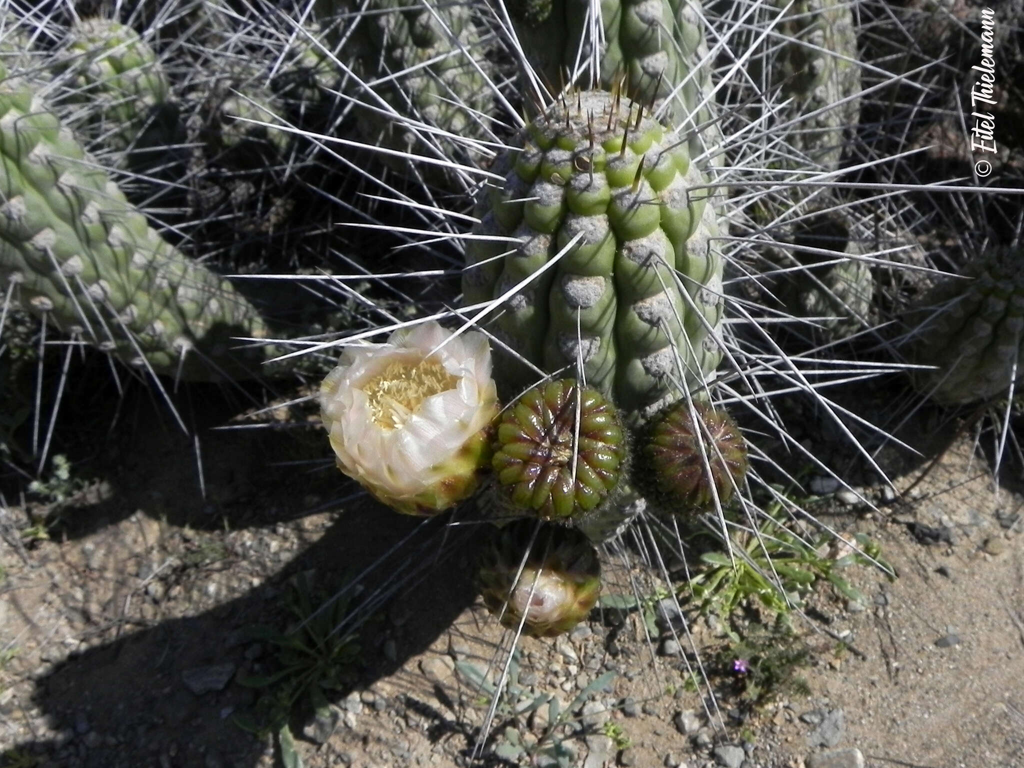 Image of Eulychnia vallenarensis