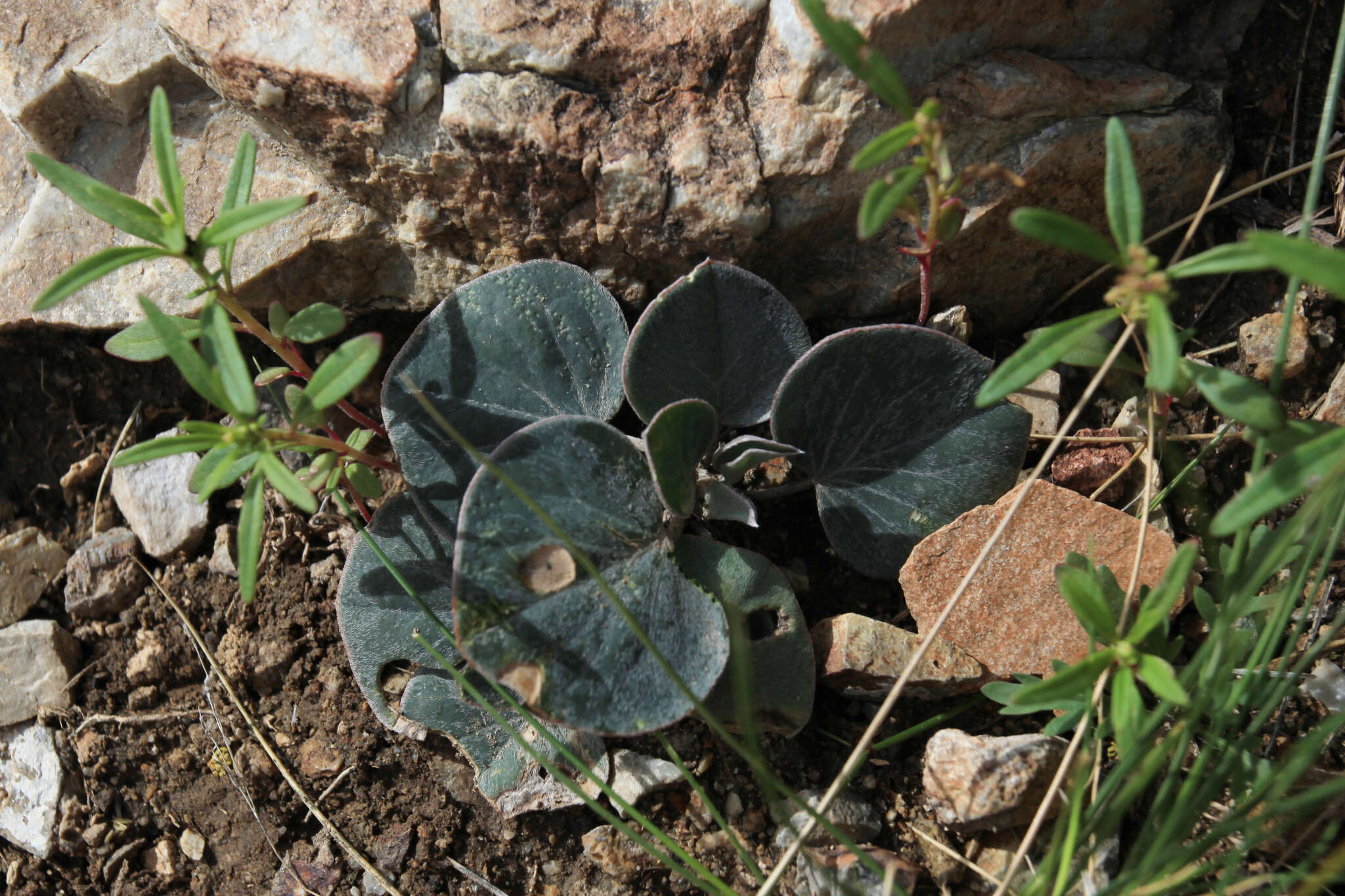 Image of Gueldenstaedtia monophylla Fisch.