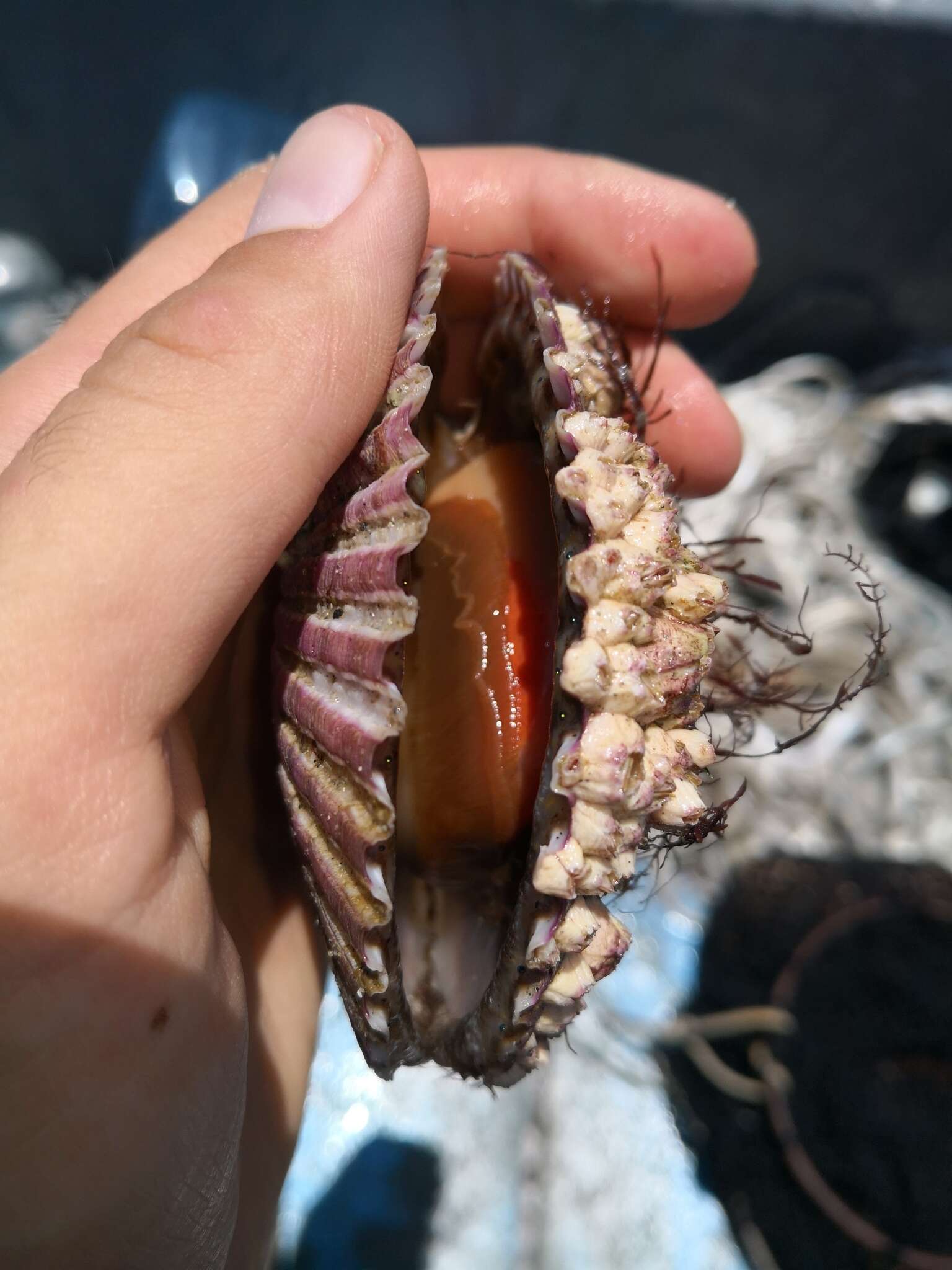 Image of Peruvian scallop