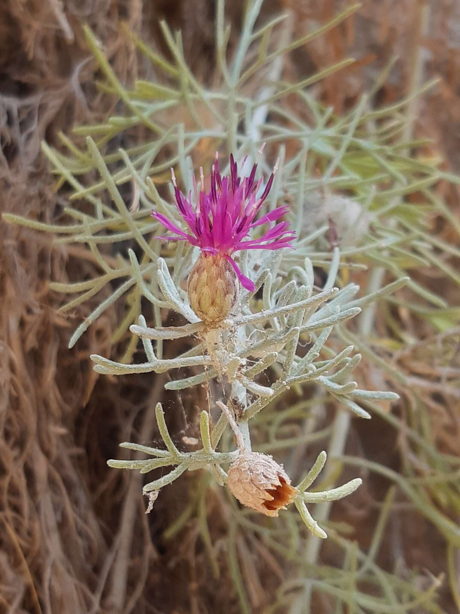 Image of Akamas Centaury