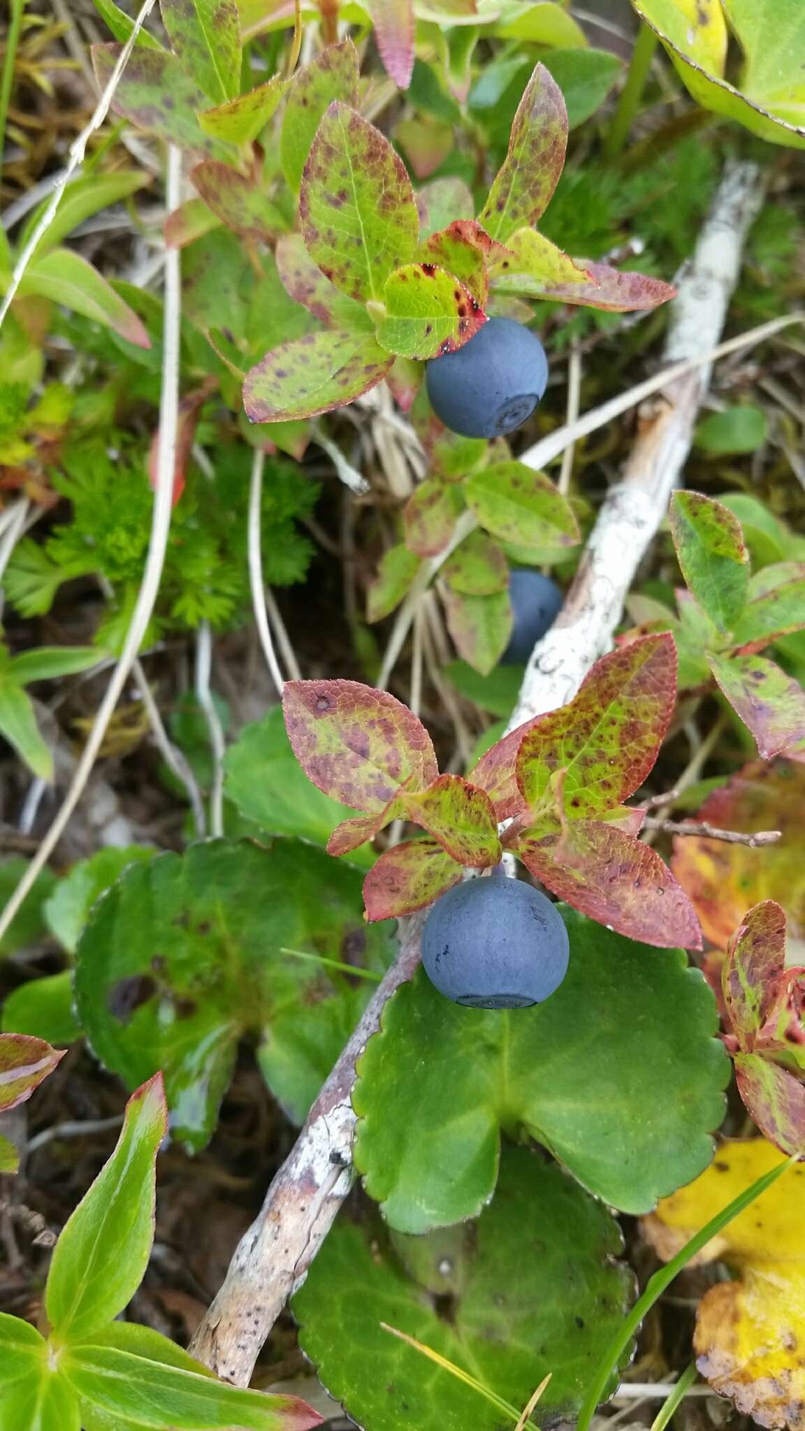 Image of dwarf bilberry