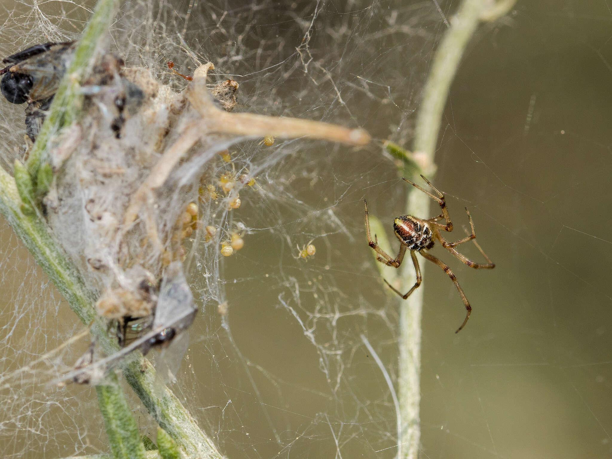 Image of Forest Cobweb Weaver