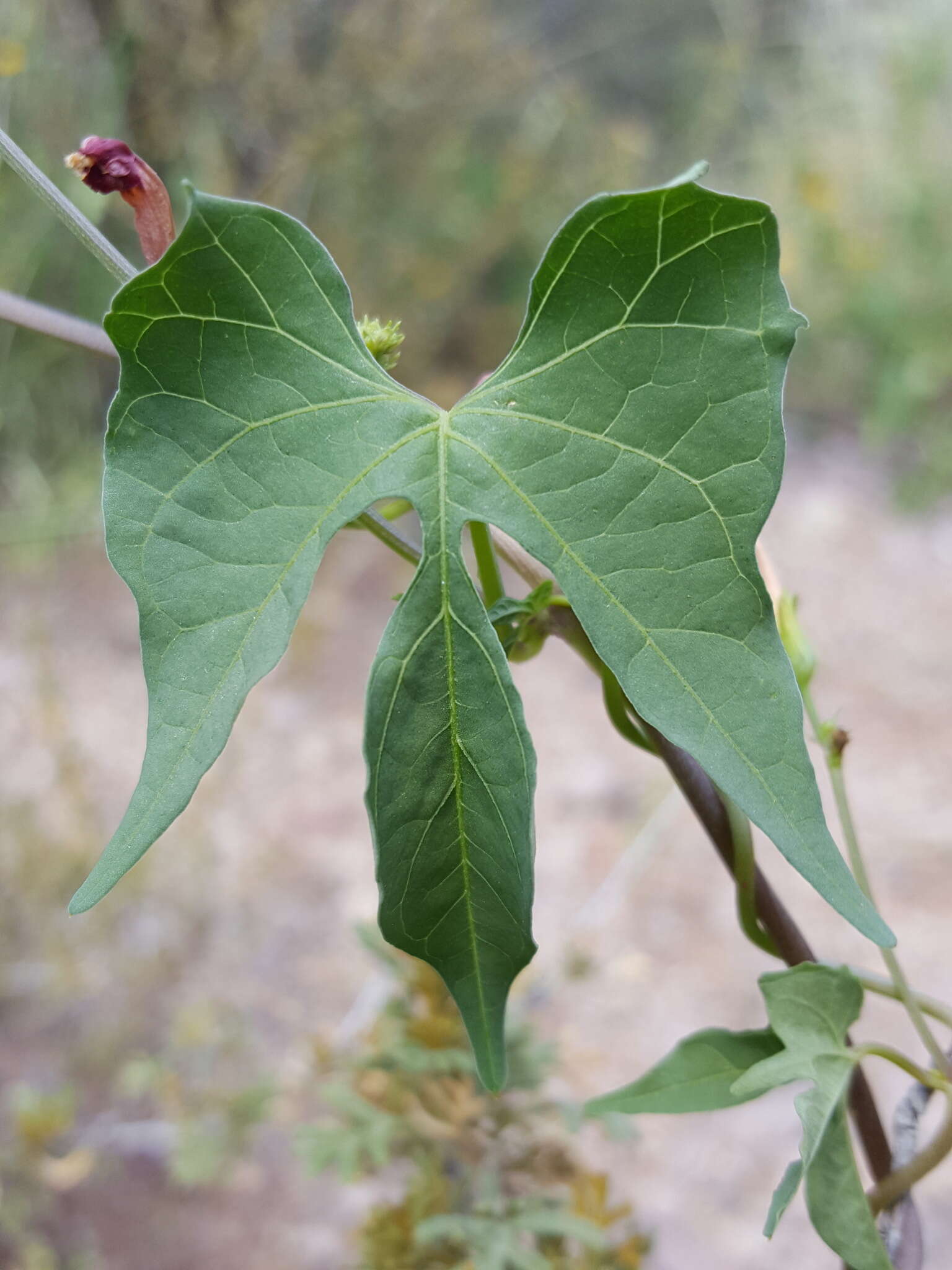 Слика од Ipomoea cristulata Hall. fil.