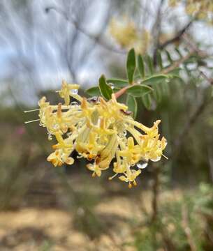 Image of Pimelea angustifolia R. Br.