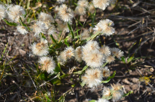 Plancia ëd Baccharis crispa Spreng.