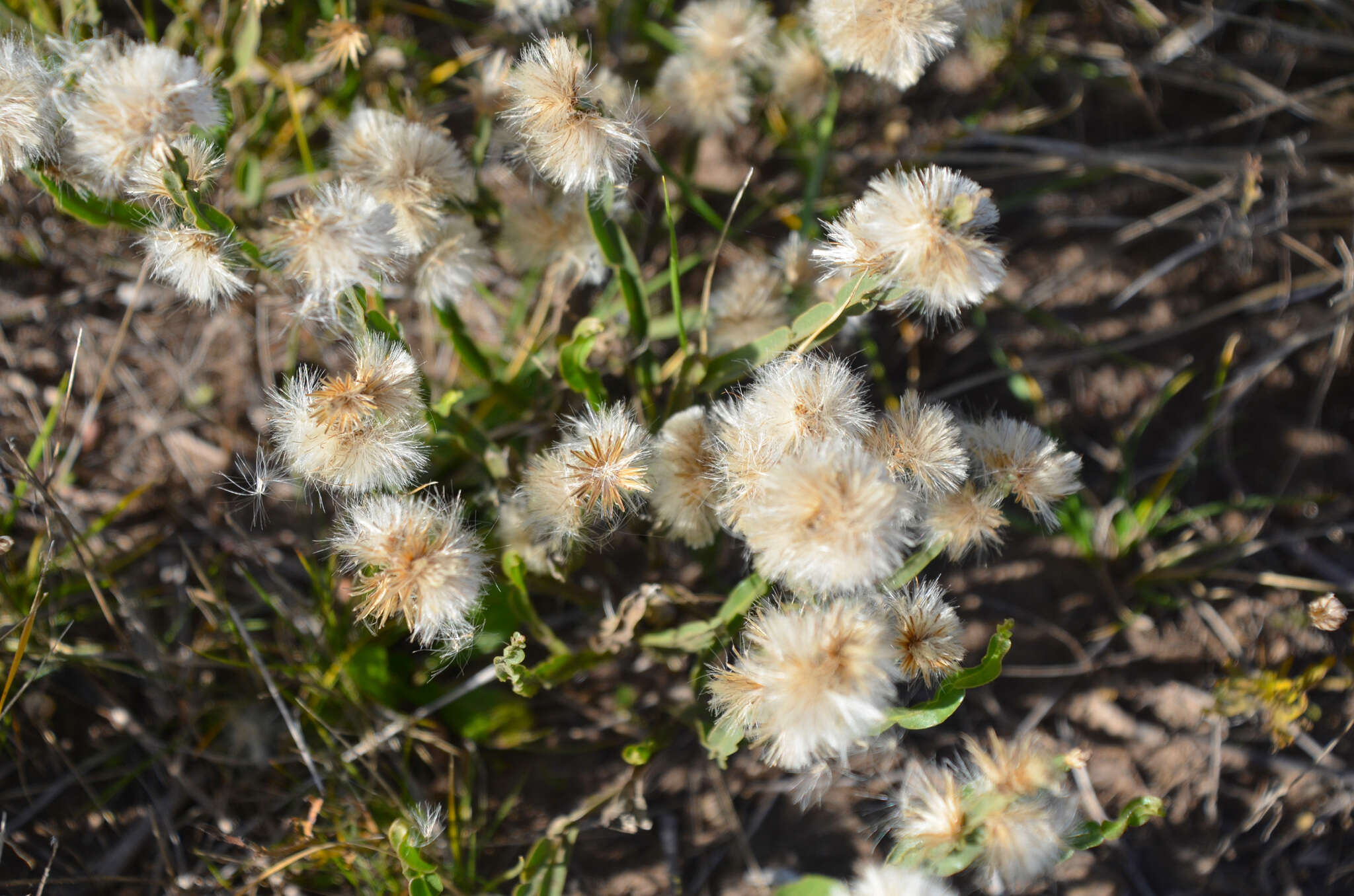 Image of Baccharis crispa Spreng.