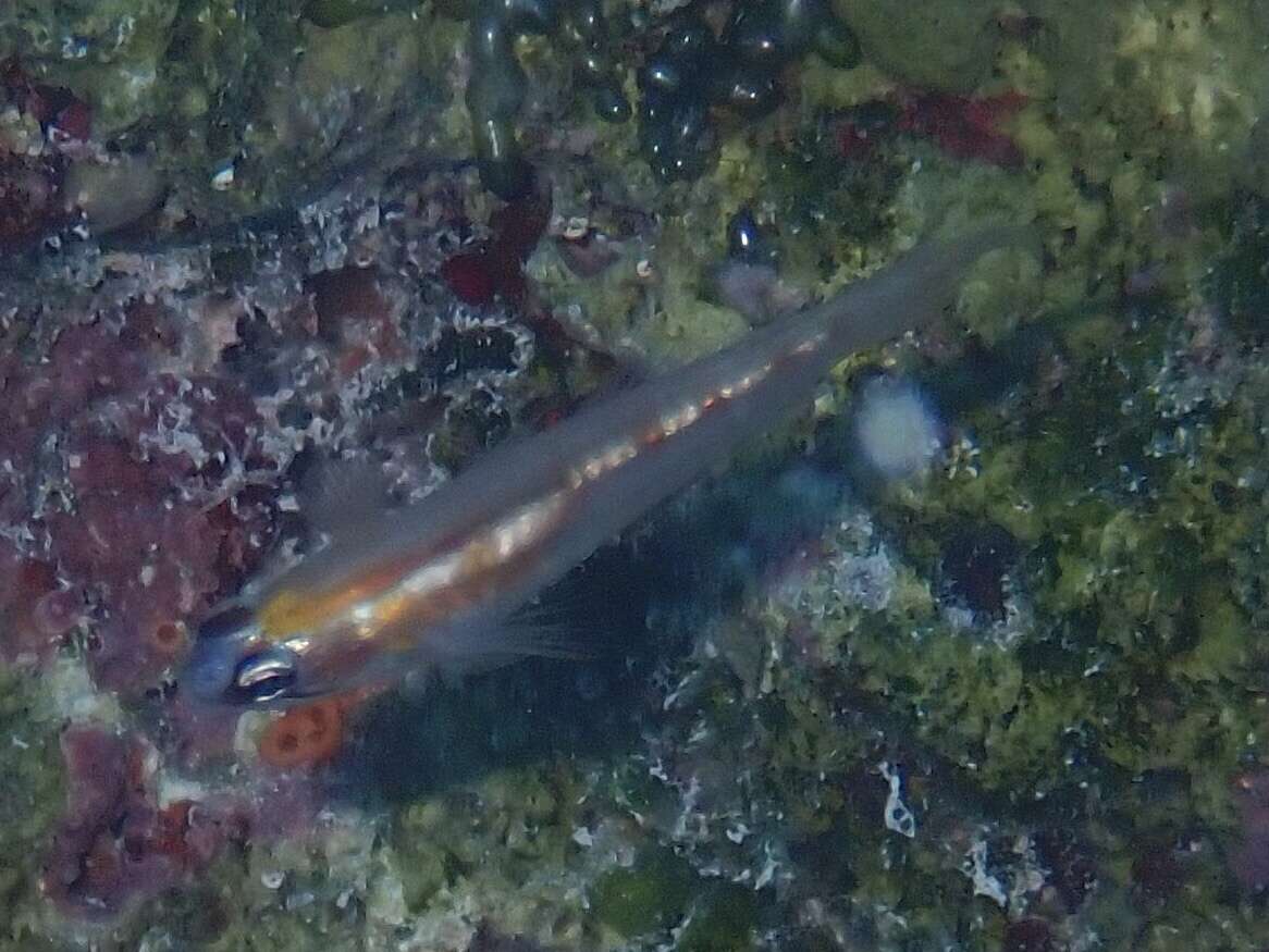 Image of Glass Goby