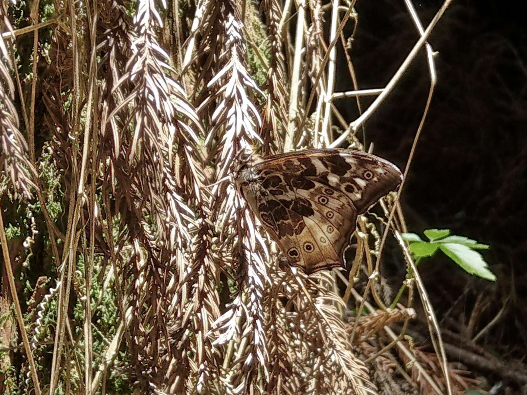 Neope armandii lacticolora Fruhstorfer 1908 resmi