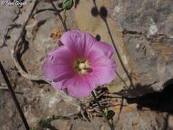 Image de Alcea dissecta (Baker) Zoh.