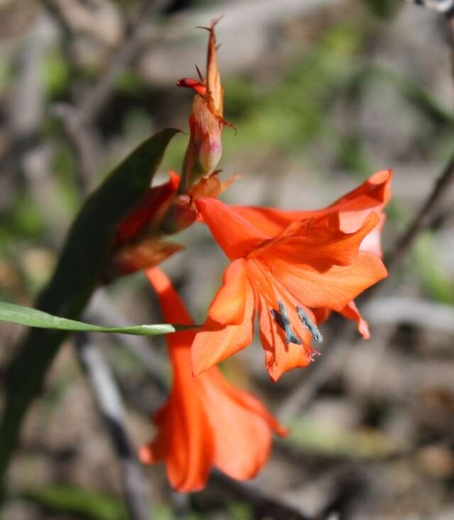 Image of Watsonia laccata (Jacq.) Ker Gawl.