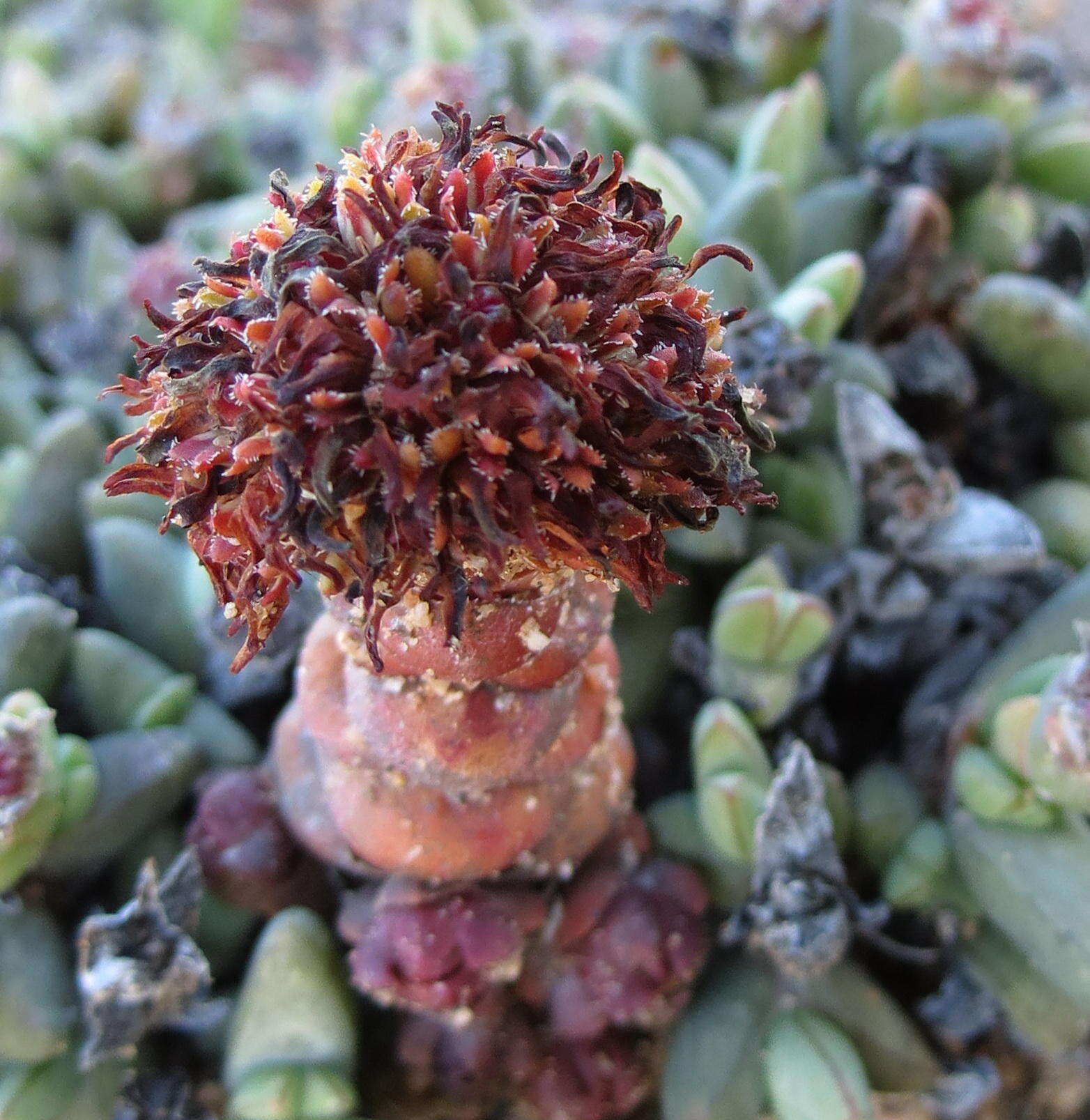 Image of Crassula columnaris subsp. columnaris