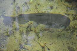 Image of White catfish