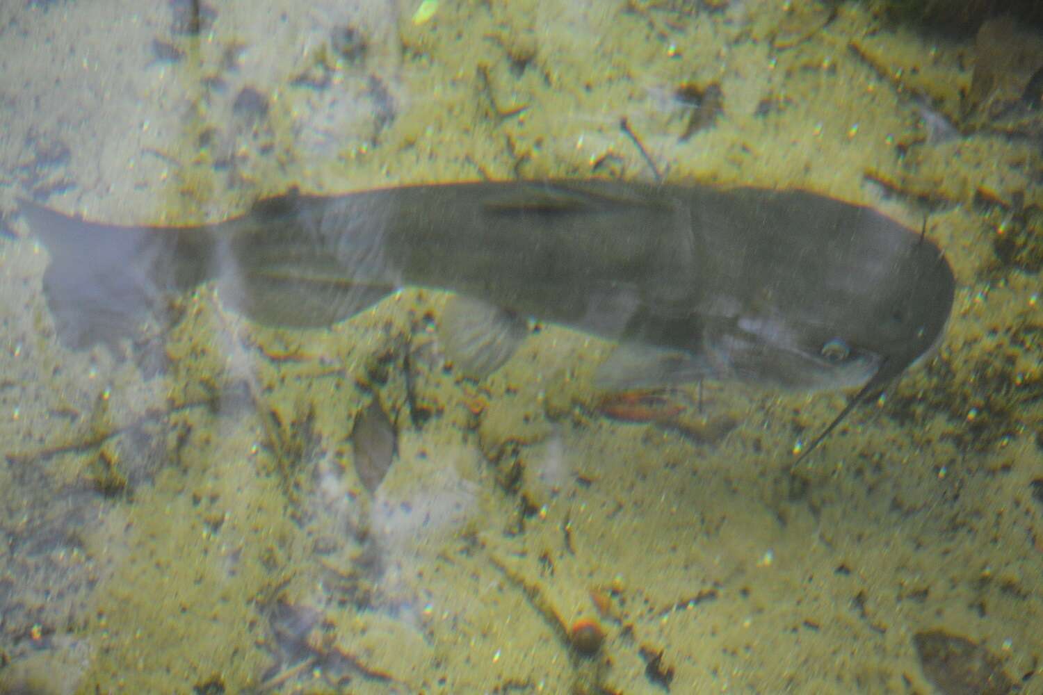 Image of White catfish