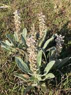 Imagem de Lupinus villosus Willd.