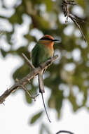 Image of Böhm's Bee-eater