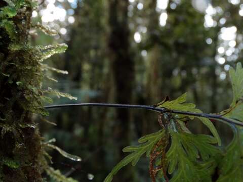 Image de Hymenophyllum dilatatum (G. Forst.) Sw.