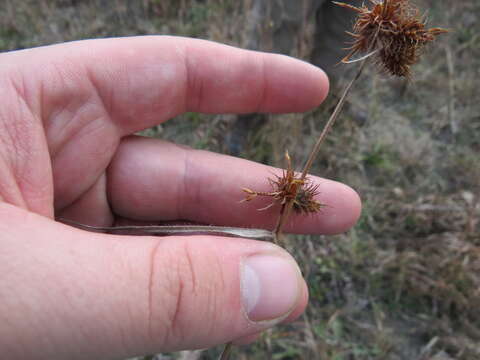 Image of Hairy Umbrella Sedge