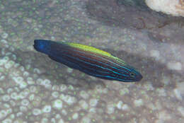 Image of Blacklobe wrasse