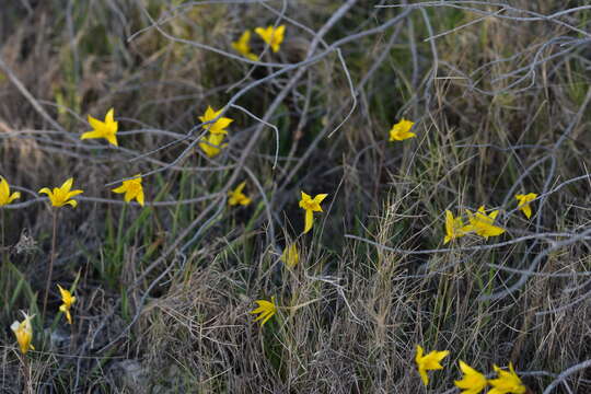 Image of Tulipa sylvestris subsp. sylvestris